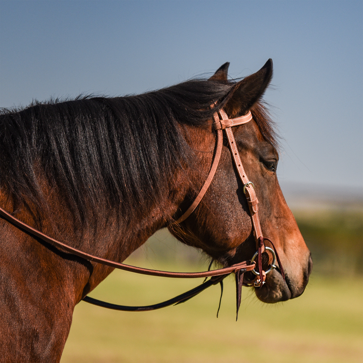 Bay horse in profile wearing a natural harness leather browband headstall in a pasture. The 1/2-inch stitched straps buckle at the cheek and tie to a snaffle bit.