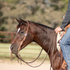 Bay horse in profile wearing a natural harness leather headstall, with a rider's hand on the reins. The split ear strap passes around one ear and adjusts at a cart buckle on the cheek.