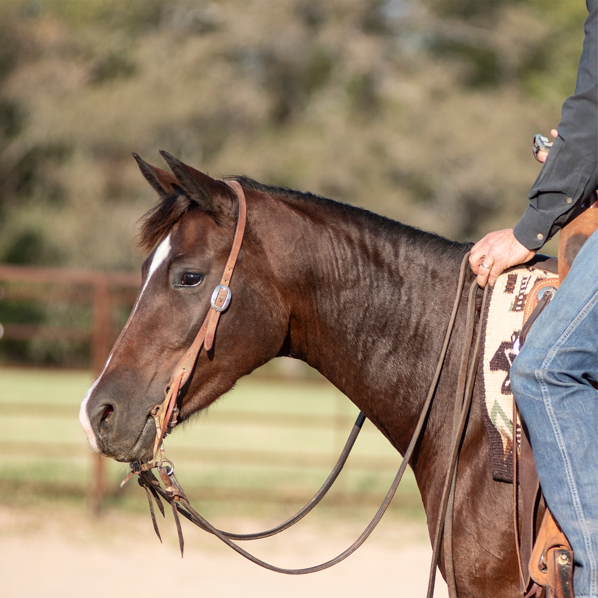 Bay horse in profile wearing a natural harness leather headstall, with a rider's hand on the reins. The split ear strap passes around one ear and adjusts at a cart buckle on the cheek.