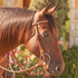 Bay horse in profile wearing a natural roughout browband headstall, with flowers and a stone wall behind. The roughout straps buckle at the cheek and tie to a ring snaffle bit.