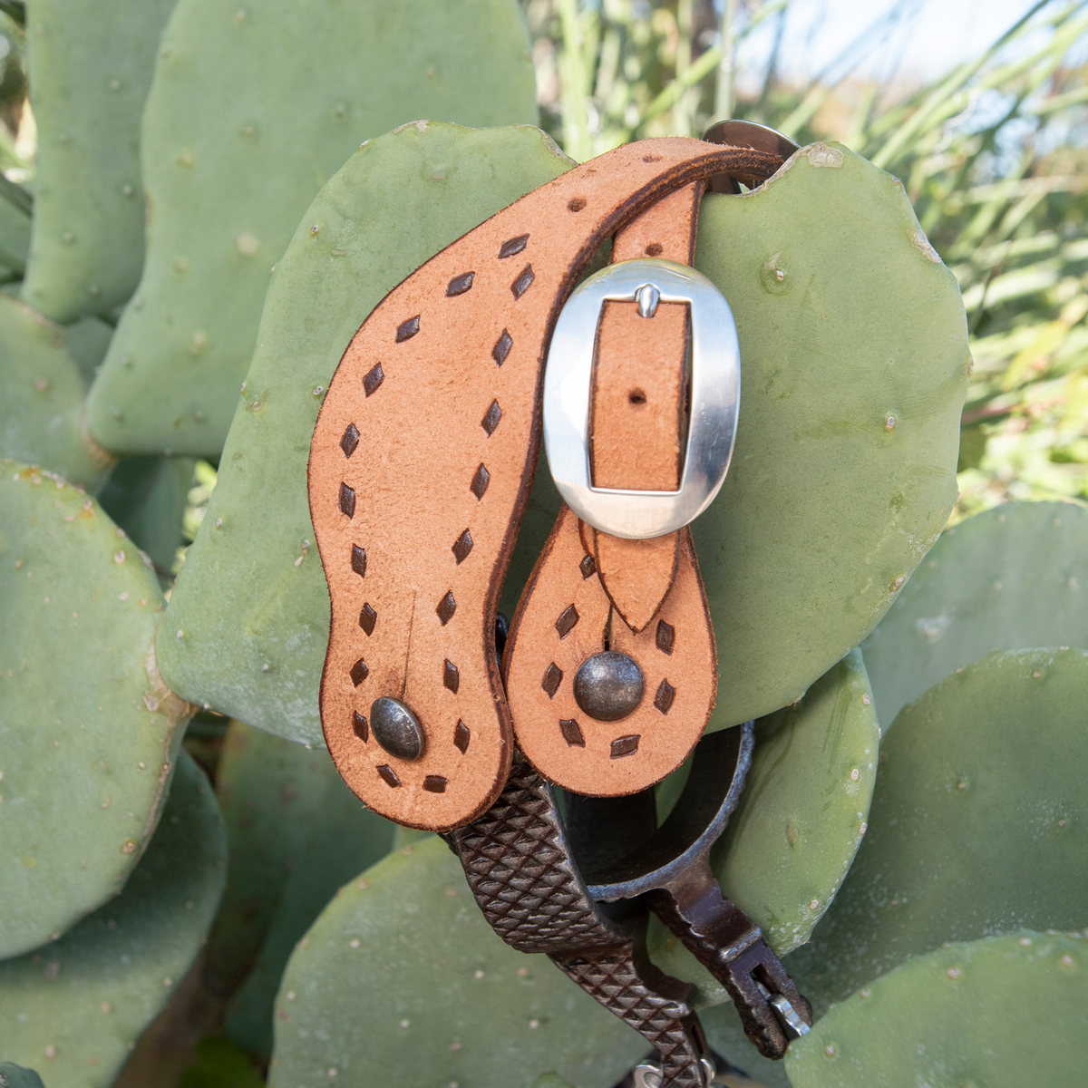 Buckstitched natural roughout spur strap hung on a prickly pear pad, seen up close. Chocolate buckstitching outlines both ends of the strap around a wide buckle.
