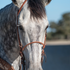 Dapple gray horse seen from the front, wearing a single rope noseband with a laced leather cover across the nose. Leather hangers run up both cheeks beside the headstall.