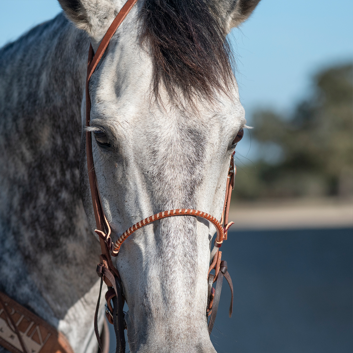 Dapple gray horse seen from the front, wearing a single rope noseband with a laced leather cover across the nose. Leather hangers run up both cheeks beside the headstall.