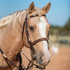 Palomino horse with a blaze wearing a stitched harness noseband with latigo lining, seen from the front quarter. The noseband sits below a browband headstall with rawhide accents.