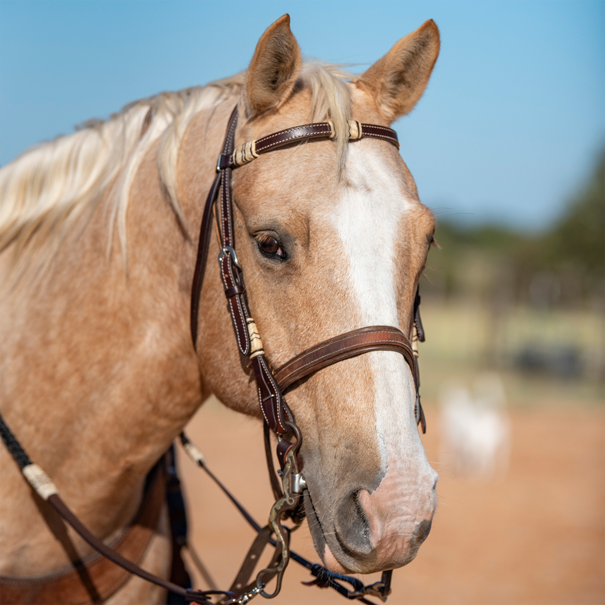 Palomino horse with a blaze wearing a stitched harness noseband with latigo lining, seen from the front quarter. The noseband sits below a browband headstall with rawhide accents.
