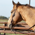 Buckskin horse seen from behind the shoulder near a pipe fence, wearing a weathered antique headstall. Latigo ties hold the bit below a cart buckle on the cheek.