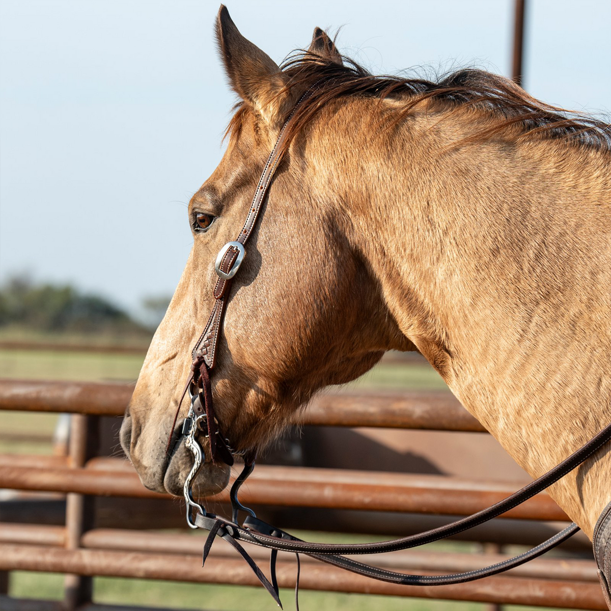 Buckskin horse seen from behind the shoulder near a pipe fence, wearing a weathered antique headstall. Latigo ties hold the bit below a cart buckle on the cheek.