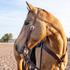 Buckskin horse wearing a weathered antique slip ear headstall, looking to one side in an outdoor arena. The headstall's cheek carries a cart buckle and ties to the bit with latigo.