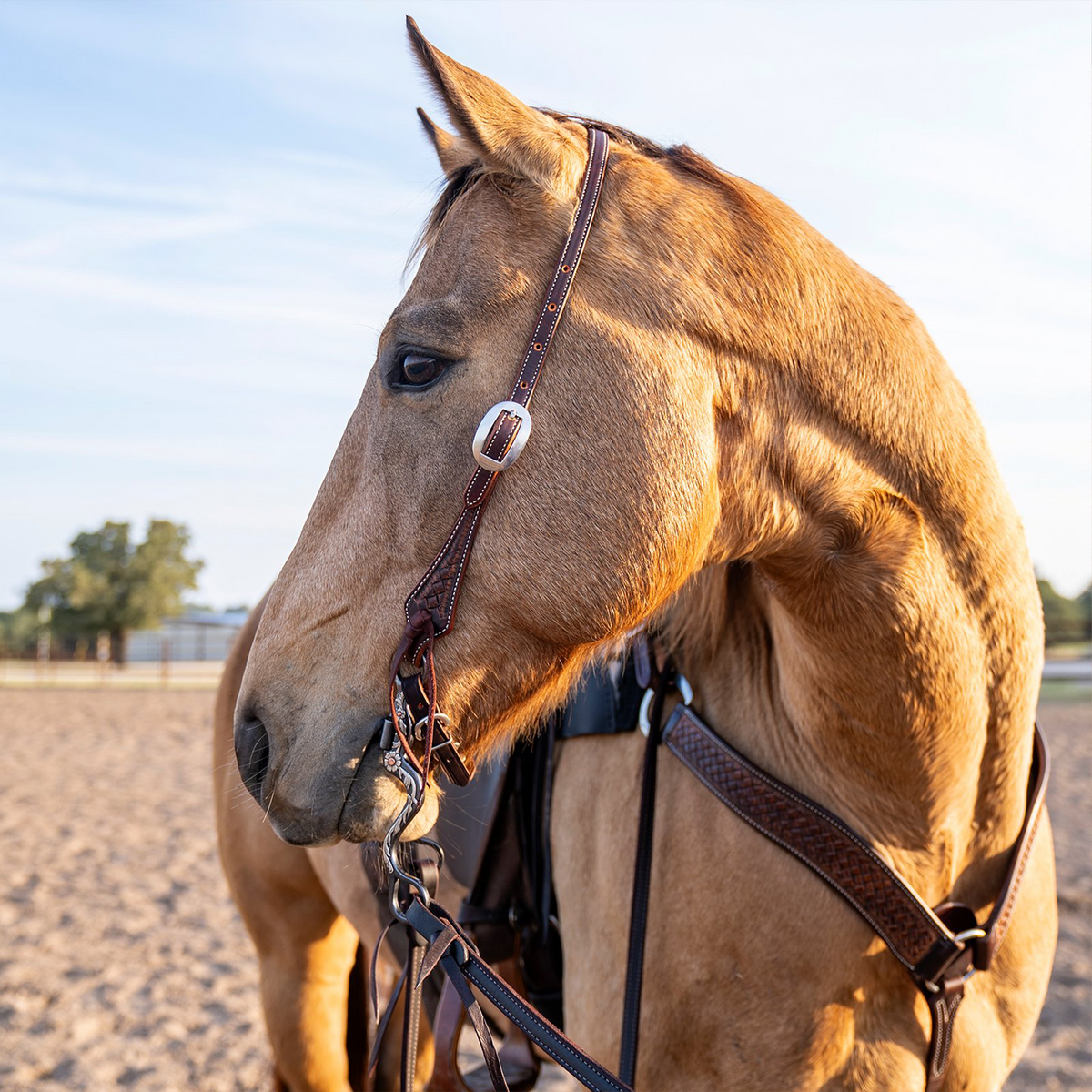 Buckskin horse wearing a weathered antique slip ear headstall, looking to one side in an outdoor arena. The headstall's cheek carries a cart buckle and ties to the bit with latigo.