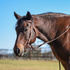 Bay horse facing the camera at an angle in a natural harness leather headstall, with a pipe fence behind. The narrow browband and cheeks of the western headstall are stitched along the edges.
