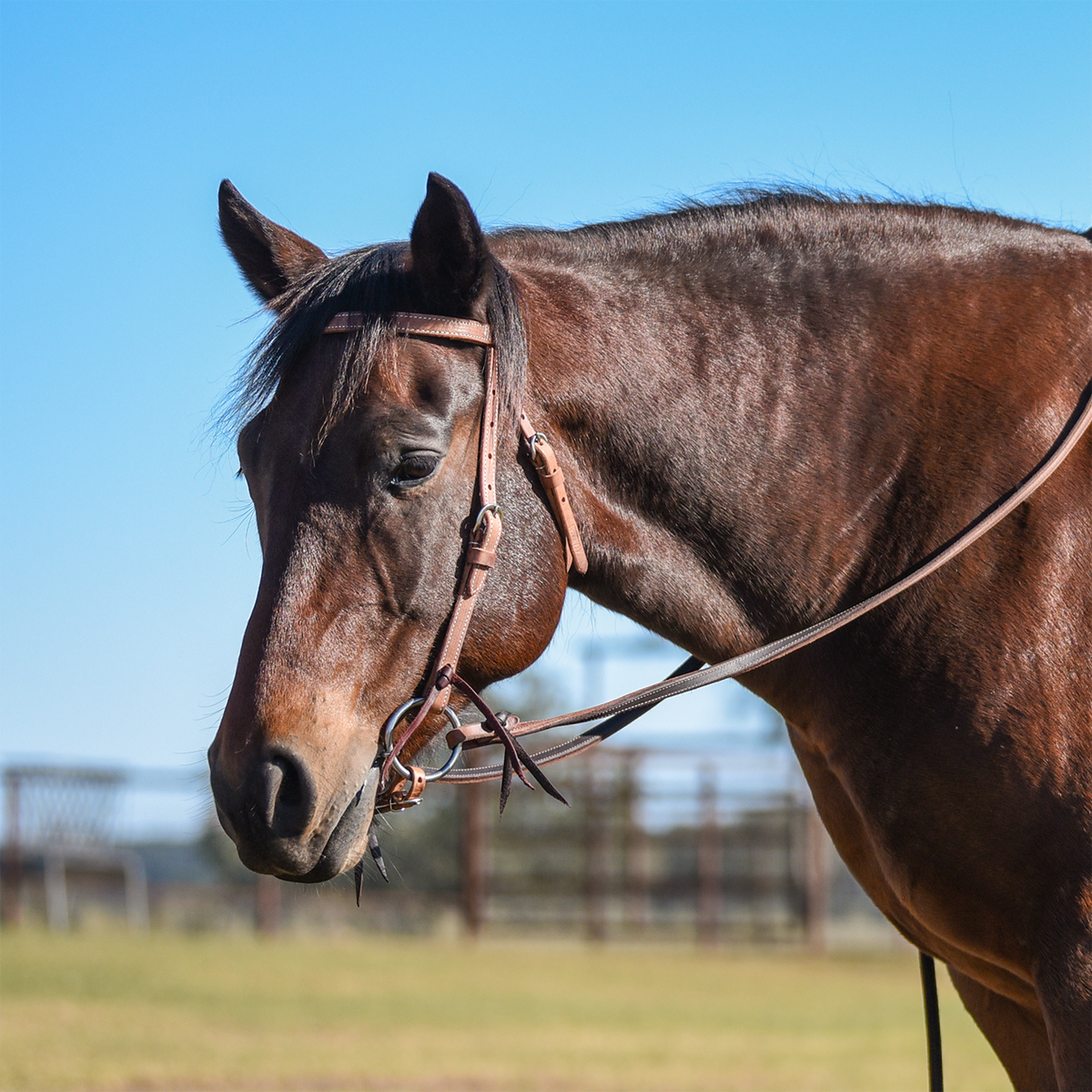 Bay horse facing the camera at an angle in a natural harness leather headstall, with a pipe fence behind. The narrow browband and cheeks of the western headstall are stitched along the edges.