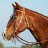Sorrel horse in profile wearing a western browband headstall in harness leather against a blue sky. The stitched cheek carries a Prescott buckle and ends in latigo ties at the bit.