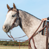 Gray horse standing in profile wearing a headstall and a chocolate laced barrel rein, with the rider's hand resting on the rein at the withers. The western laced rein runs from the bit up the neck in an outdoor arena.
