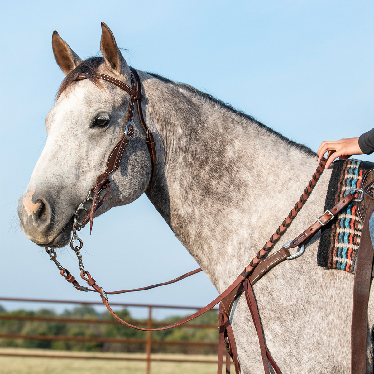 Gray horse standing in profile wearing a headstall and a chocolate laced barrel rein, with the rider's hand resting on the rein at the withers. The western laced rein runs from the bit up the neck in an outdoor arena.