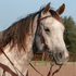 Gray horse facing the camera at an angle, wearing a chocolate roughout western headstall. The browband crosses below the ears and the cheek runs down to a rosette above the bit.