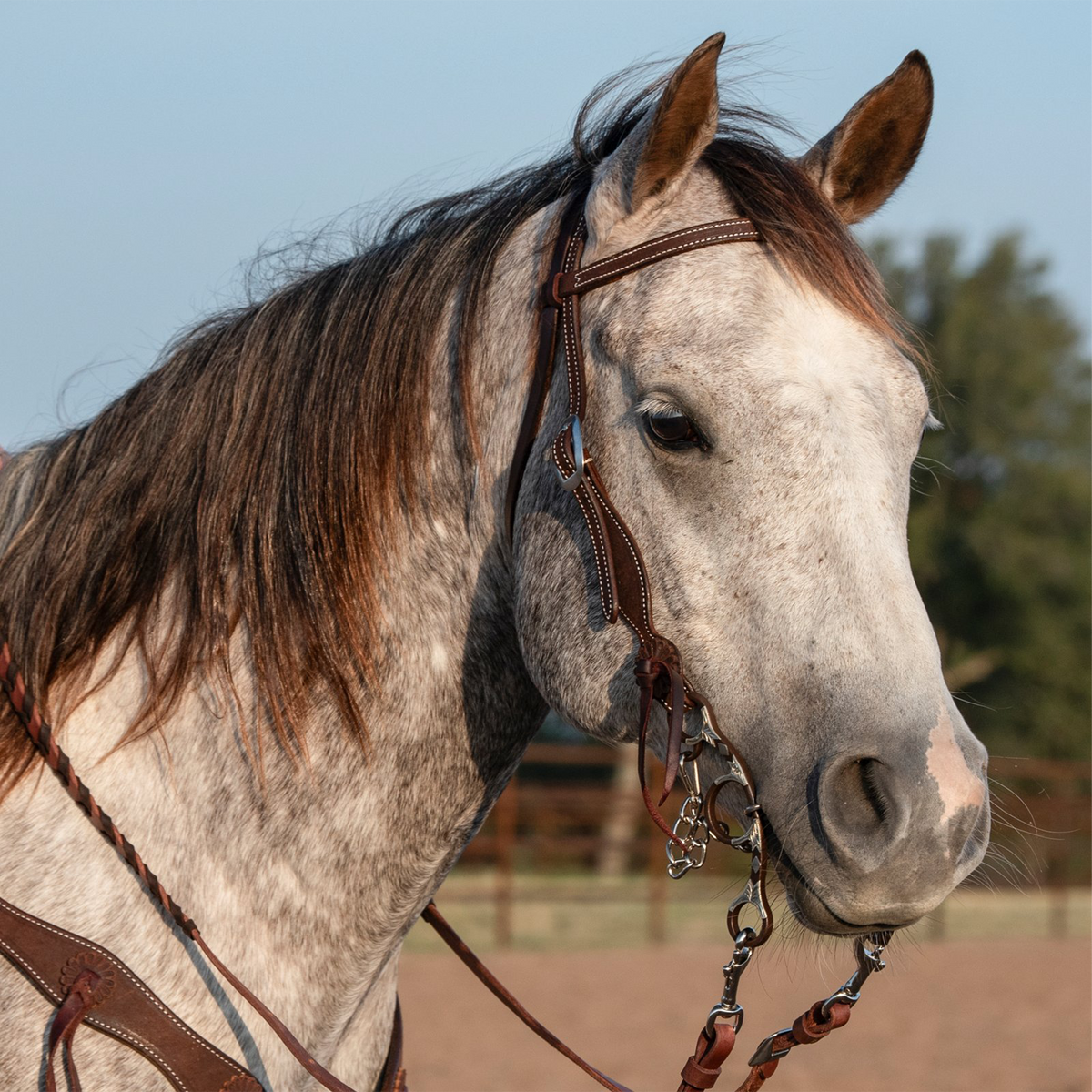 Gray horse facing the camera at an angle, wearing a chocolate roughout western headstall. The browband crosses below the ears and the cheek runs down to a rosette above the bit.