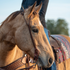 Buckskin horse wearing a western split ear headstall in chocolate roughout, with a rider and a saddled horse behind. The strap runs down the near cheek to latigo ties at the bit.