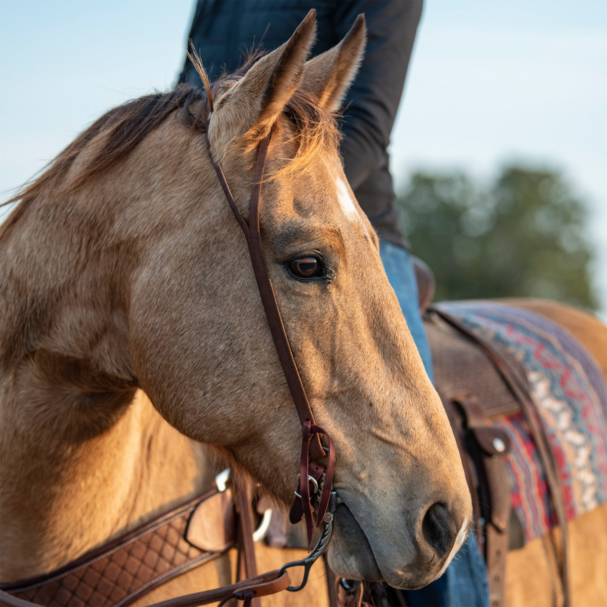 Buckskin horse wearing a western split ear headstall in chocolate roughout, with a rider and a saddled horse behind. The strap runs down the near cheek to latigo ties at the bit.