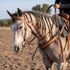 Western headstall in natural floral tooled leather on a gray horse with a braided mane, standing in a dirt arena. The rider holds the reins as the horse lowers its head.
