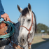 Dapple gray horse with a rider holding a coiled rope, wearing a western single rope noseband with a leather cover. The noseband hangs from a leather strap with a buckle on the cheek.
