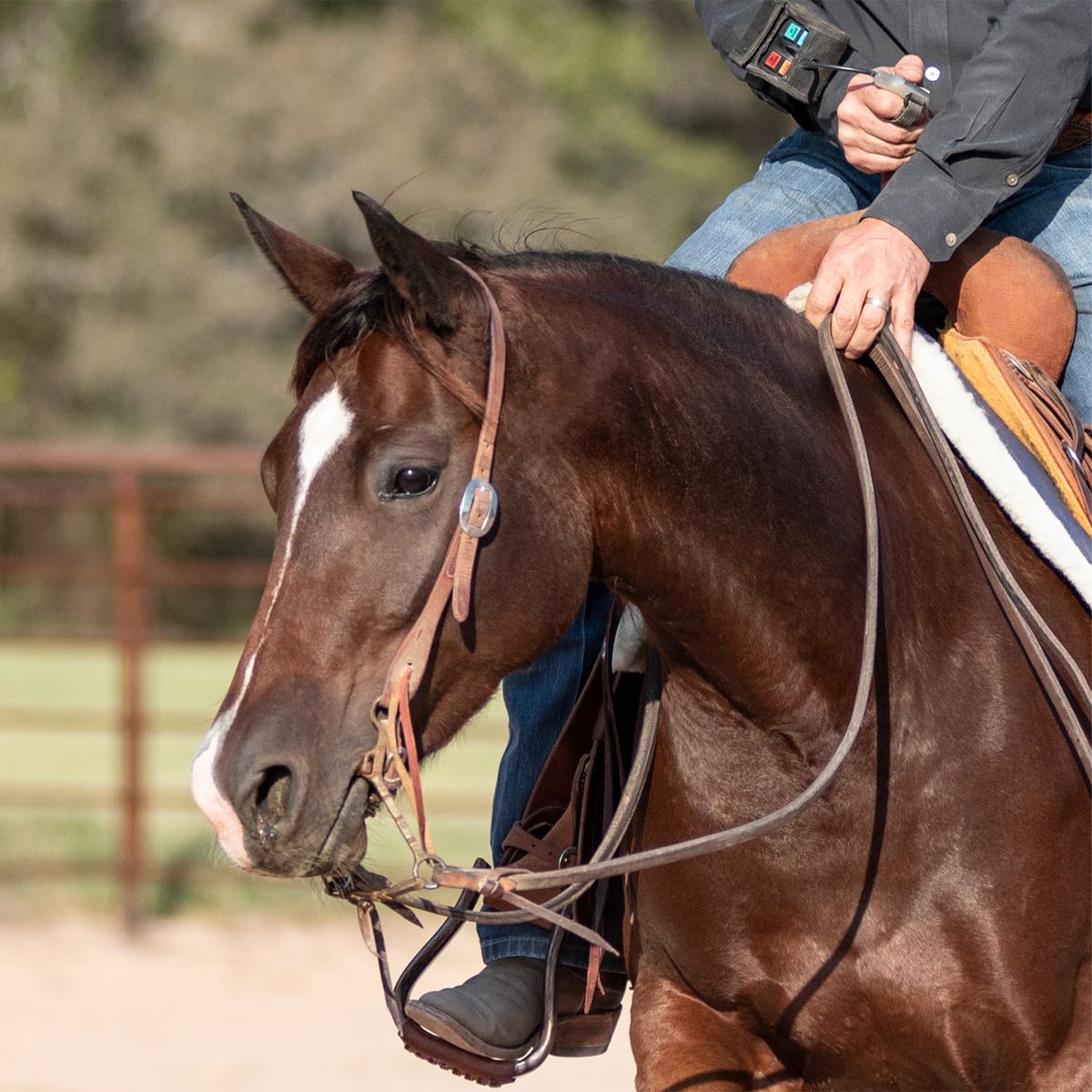 Western split ear headstall in natural harness leather on a bay horse, seen from the front quarter with a rider holding the reins. A cart buckle sits on the cheek beside the eye.