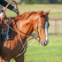 Sorrel horse with a blaze flexing at the poll in a string martingale, with a rider's hands on the reins. The white string runs from the bit rings back between the front legs.