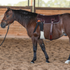 Bay horse in a halter standing side on in a sand arena with a training pad cinched on its back. The dark leather pad has rings and straps where a saddle's rigging would sit.
