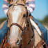 Palomino horse seen head on with a rider behind, wearing a wide western leather noseband. White stitching edges the nose piece between the headstall cheeks.